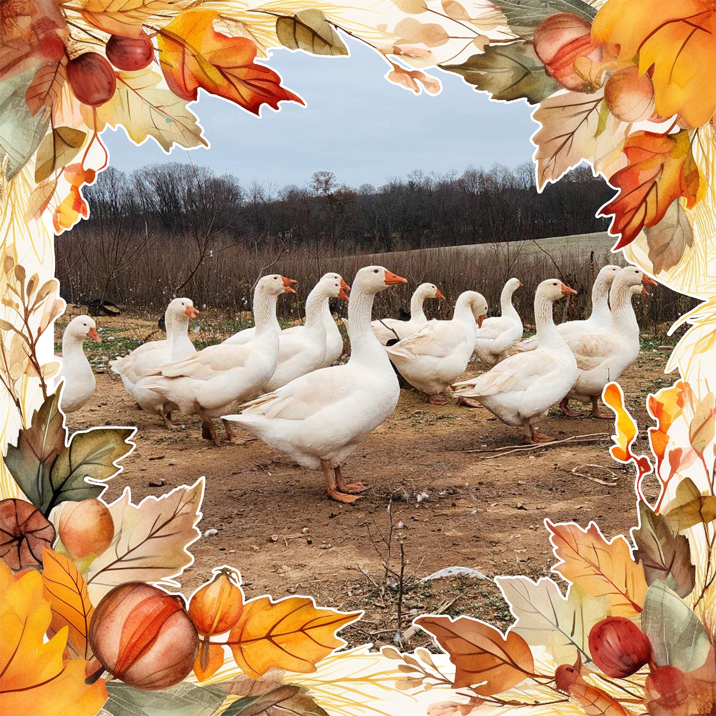 Christmas livestock on 11/22