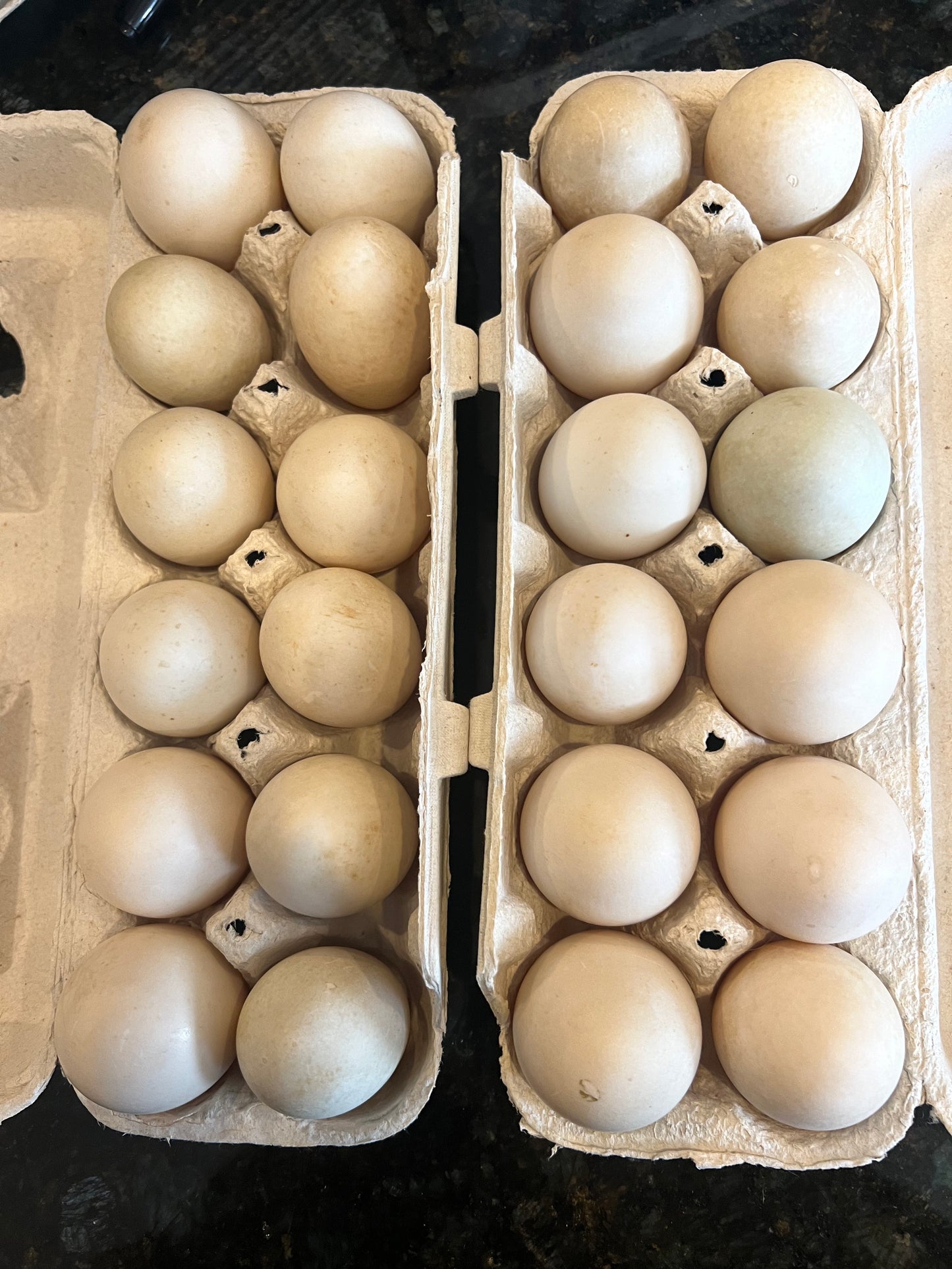 Cage-free Colorful Duck Eggs - Pre order