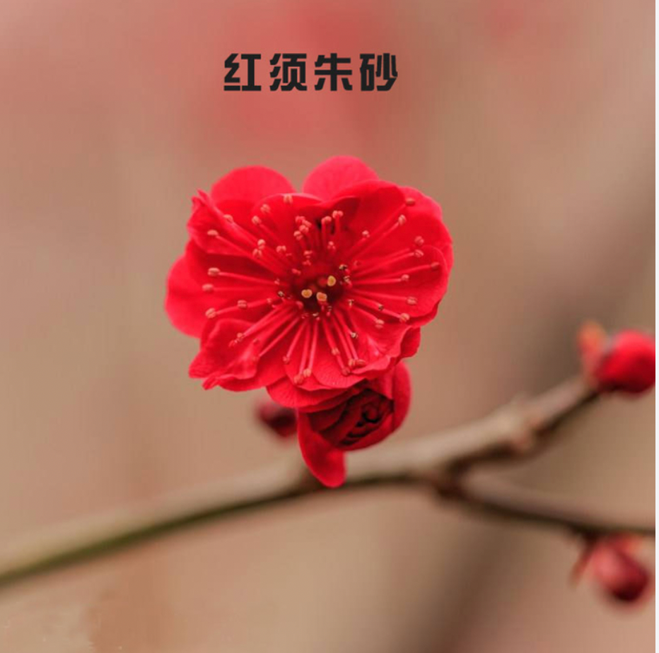 prunus mume - 梅花