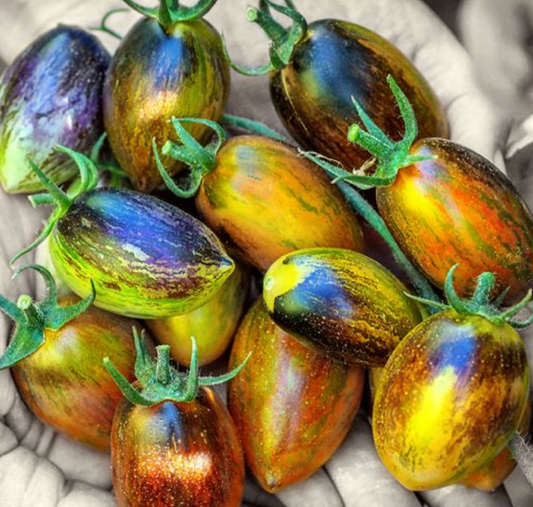 Tomato Brad's Atomic Grape