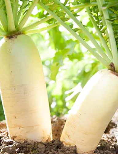 Daikon Radish Seed (100 pcs)