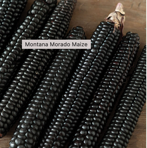 MONTANA MORADO MAIZE CORN SEEDS
