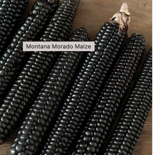 MONTANA MORADO MAIZE CORN SEEDS