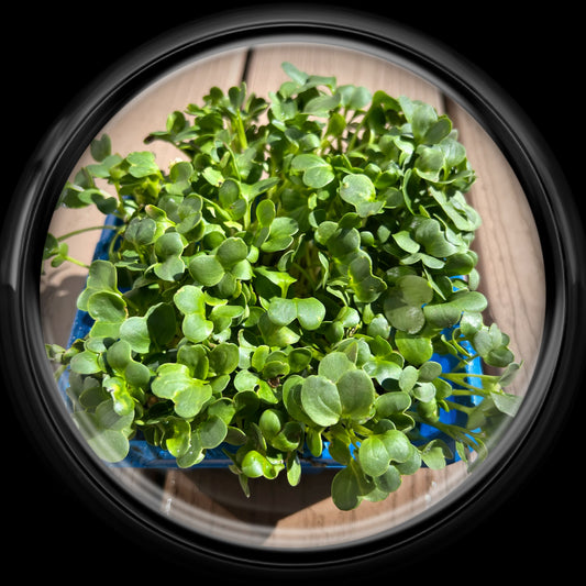 Radish Microgreen