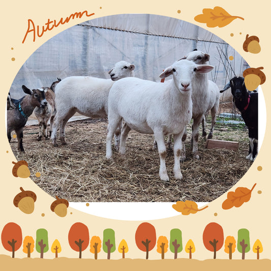 Christmas livestock on 11/22