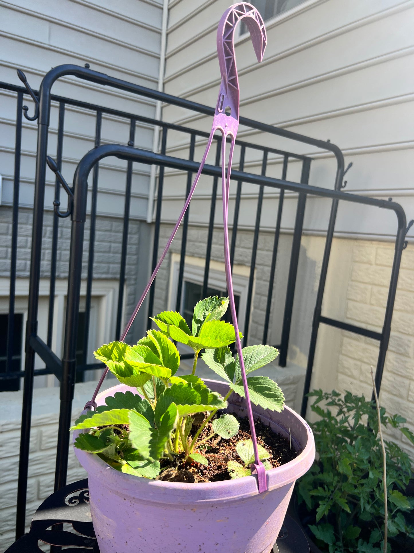 Strawberry Basket