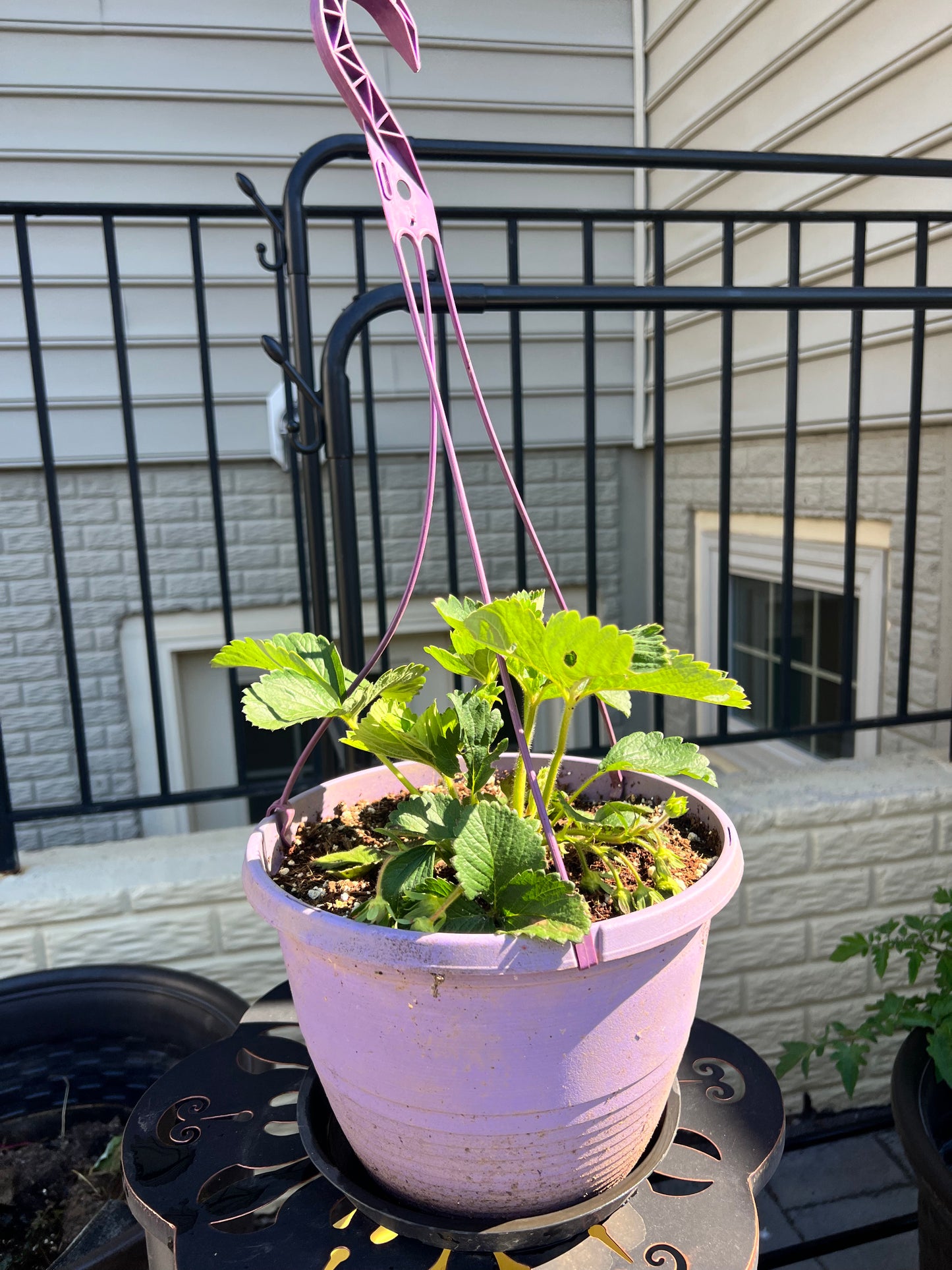 Strawberry Basket