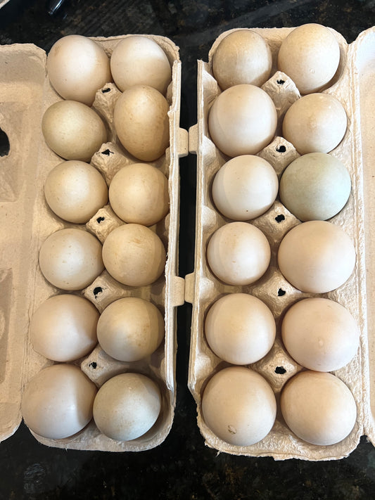 Cage-free Colorful Duck Eggs - Pre order