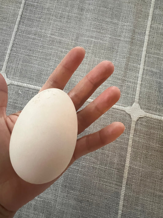 Geese Egg (per piece)