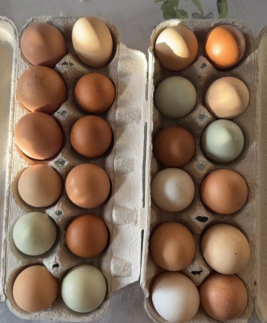 Cage-free Colorful Chicken Eggs - Pre order