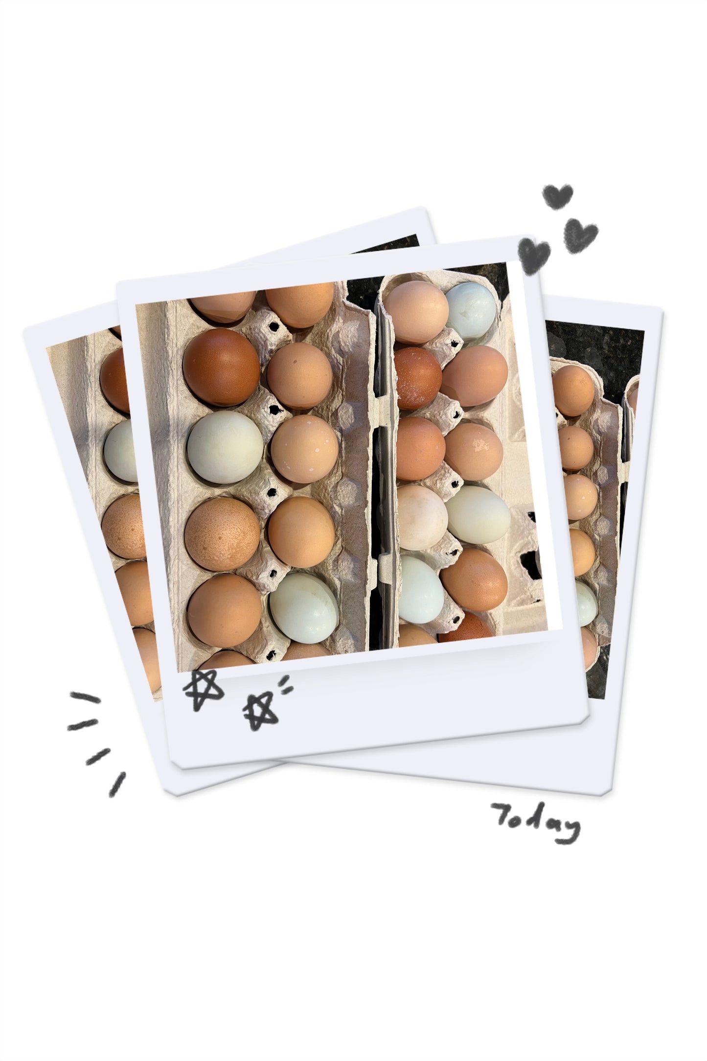 Cage-free Colorful Chicken Eggs - Pre order